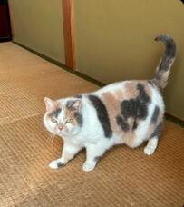 「侵入者かニャ！？」突然現れた野生の生き物に【警戒】する猫ちゃんが話題