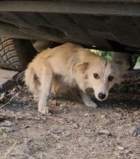 ひどい虐待を受け、瀕死だった犬を救助　献身的に愛情を注ぎ続けた結果…待っていた幸せに感動