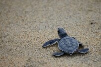 カメが「陸に上がろうとする姿」に二度見　思わず応援したくなる光景が話題