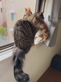 【ニャルソック警戒中？！】まるで警備をしているような2匹の猫ちゃんたちの姿が話題