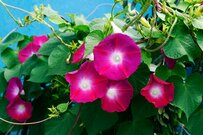 【ガーデニング】種まき適期は5月！初心者も”種から育てやすい植物”おすすめ8選