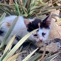 「生まれつき足に障がいがある子猫」生後6週間まで路上生活… 保護され安全な場所で仲間とくつろぐ姿に癒される