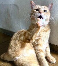 【サービスショット】アクロバティックなポーズを決める元保護猫→魅惑のモフモフな後ろ姿に癒される