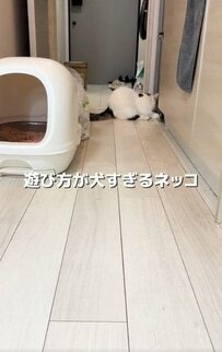 猫なのに！？飼い主さんと遊ぶ猫ちゃんがあまりにも「犬」っぽいと話題に