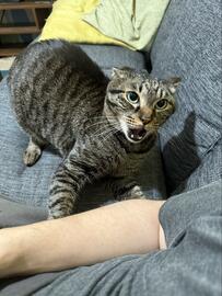 飼い主さんの隣でブチギレる猫　予想外の理由に思わずメロメロ