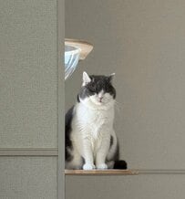 「大物ですね」テーブルで堂々の“ヘソ天”！？猫が見せた無防備な寝姿に悶絶