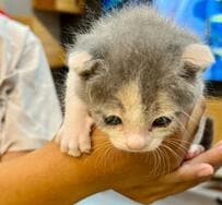 目と耳が垂れた「生後1ヶ月の保護猫」半長毛に育つと思っていたら…？成長姿にホッコリ