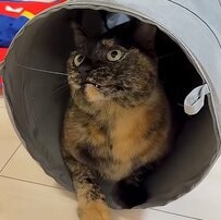 【衝撃】女子猫がトイレハイになると→飼い主さんも予想がつかない行動に驚き！