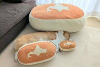 「これは難しい」ワンちゃんを探せ　「コーギーがクッションと同化」する愛らしい姿にほっこり