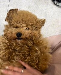 【犬のビフォーアフター】ワンちゃんがトリミングで”くまさんカット”に変身！『撫でてえぇ』人懐っこく戯れる様子も可愛すぎた