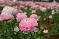 【多年草ガーデニング】春夏秋冬「ほったらかしで毎年花咲く」多年草ナチュラル系6選。日陰にも強い！