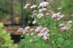 ローメンテで「植えてよかった」植えっぱなしで毎年秋や冬に花が咲く「秋植え多年草」おすすめ9選