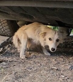 ひどい虐待を受け、瀕死だった犬を救助　献身的に愛情を注ぎ続けた結果…待っていた幸せに感動