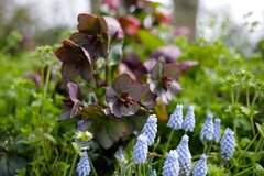 「冬の貴婦人」クリスマスローズの寄せ植え。主役を引き立てる「名脇役」多年草・一年草と、美しく魅せるコツ