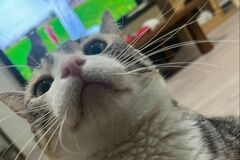 猫を「しっかり撫でたあと」　悶絶のビフォーアフターに癒やされる「とても満足しているお顔」