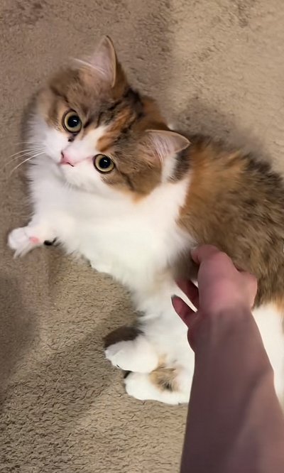 飼い主とじゃれる猫ちゃん