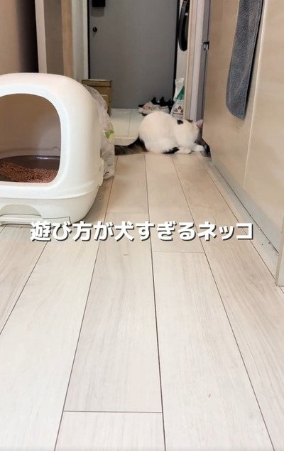 ボールをとろうとする猫のとろまるくん