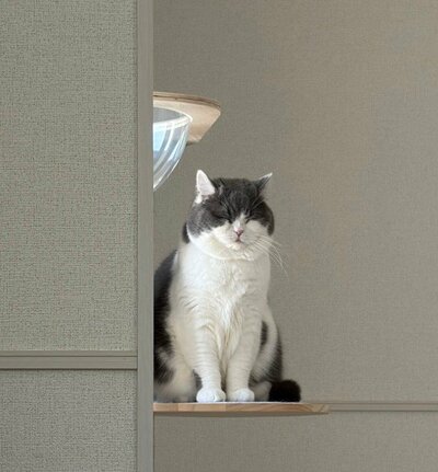 見ているだけで癒される 美猫のぶりもっちちゃん