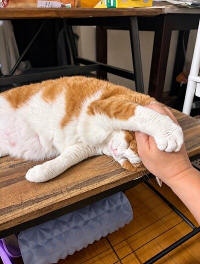 撫でられるふうたくん