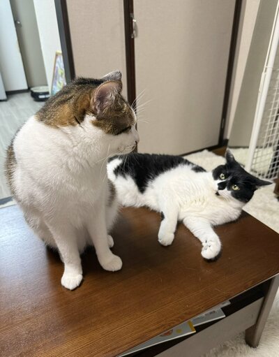 テーブルの上のおかかくんとモズクちゃん