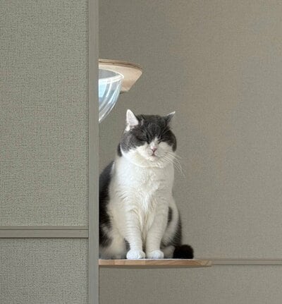 見ているだけで癒される 美猫のぶりもっちちゃん