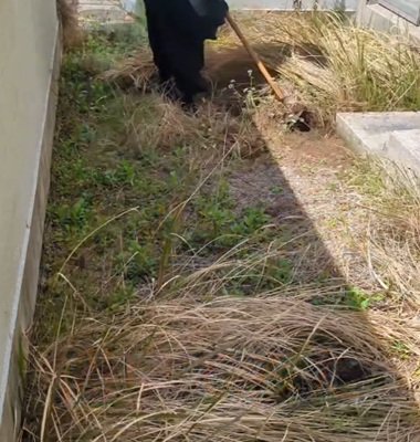 【草刈り】2年間放置された〈チガヤと雑草だらけの荒れた庭〉→プロの技で〈更地〉にしてスッキリ！