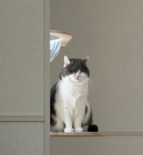 「大物ですね」テーブルで堂々の“ヘソ天”！？猫が見せた無防備な寝姿に悶絶