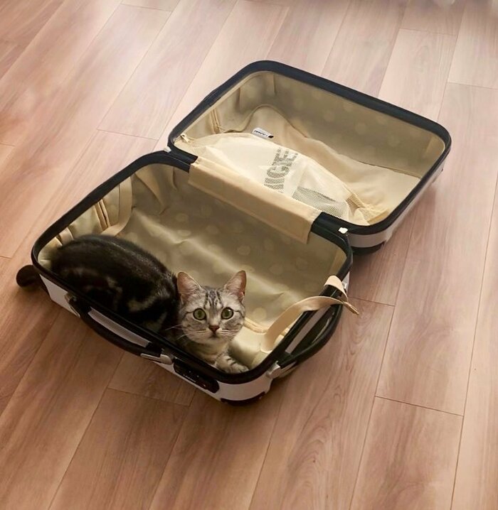 スーツケースの猫