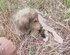 人里離れた草むらに置き去りにされ震えていた子犬を救助 保護施設で元気を取り戻した姿に心温まる