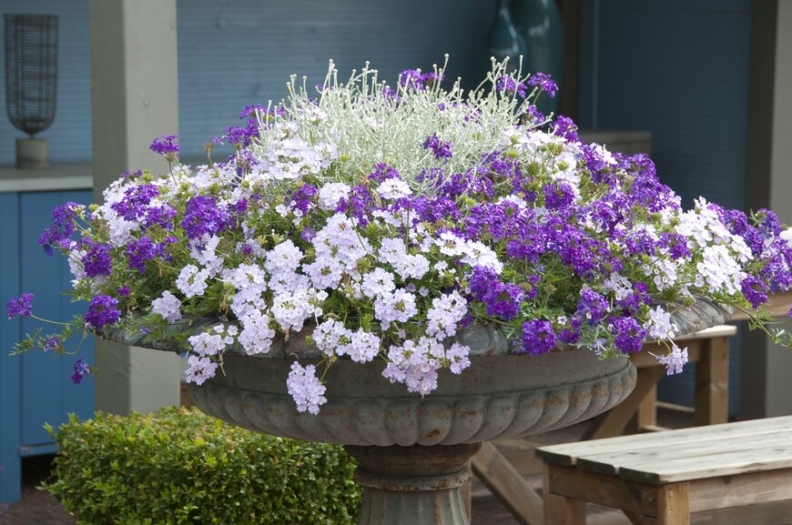 InfoFlowersPlants/Shutterstock.com