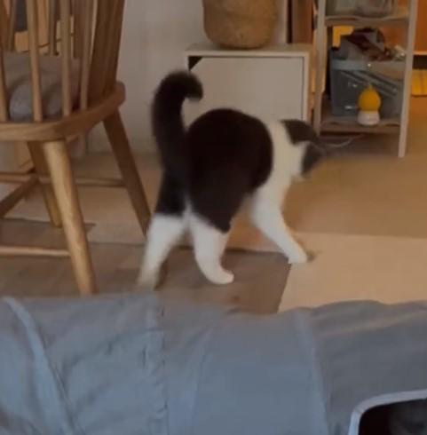 出所：@omochiomoching