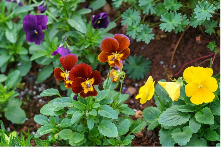 パンジー・ビオラ　Maksims Grigorjevs/istockphoto.com