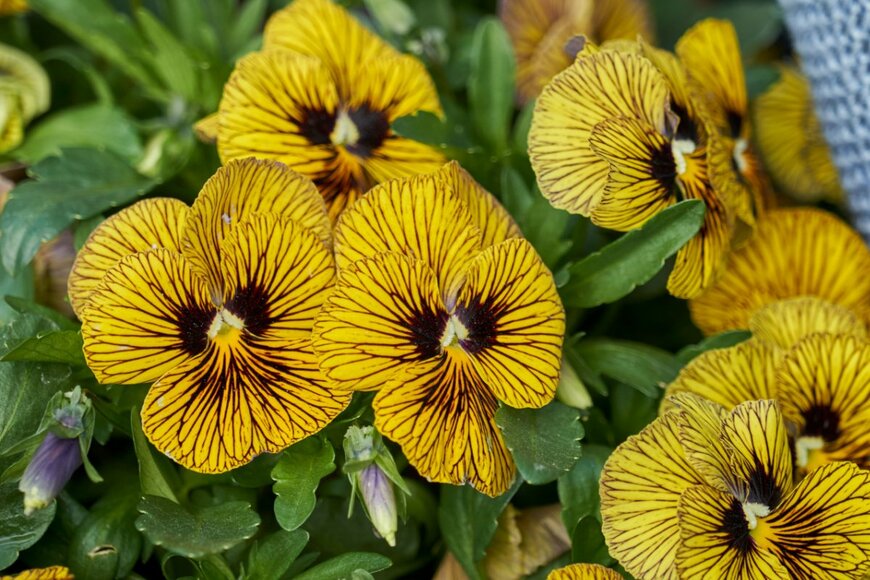 spetenfia/shutterstock.com