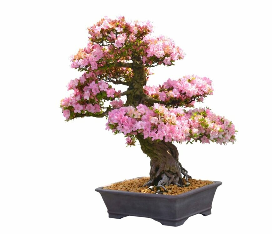 Quang Ho/shutterstock.com