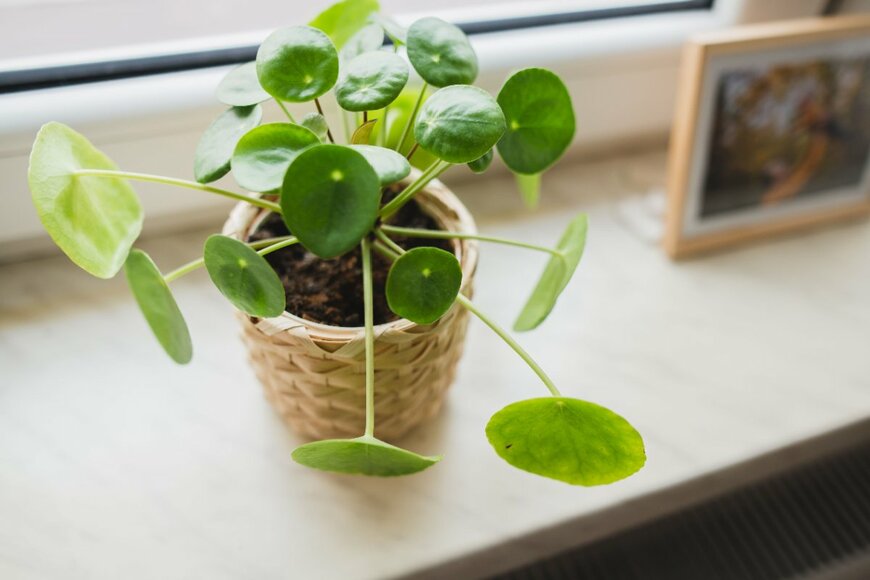 Jus_Ol/shutterstock.com