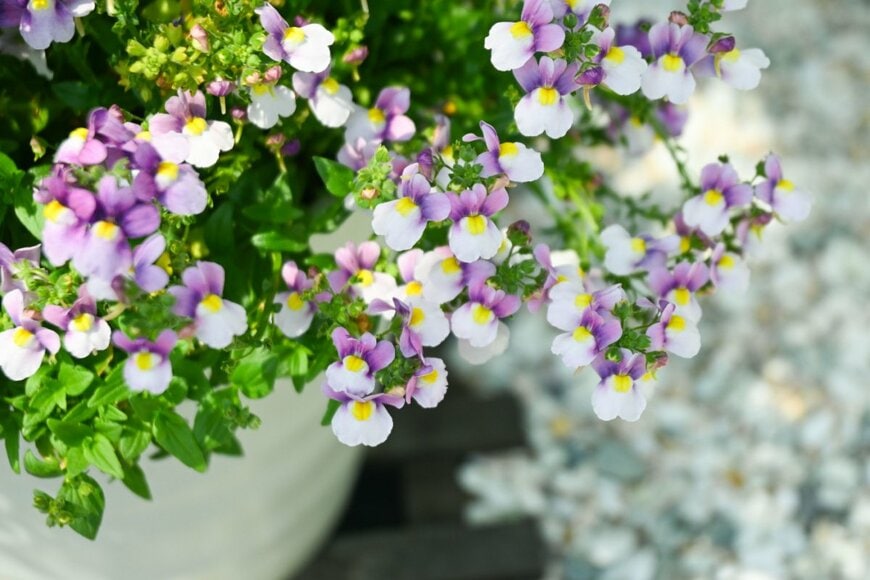 Nicholisa/shutterstock.com