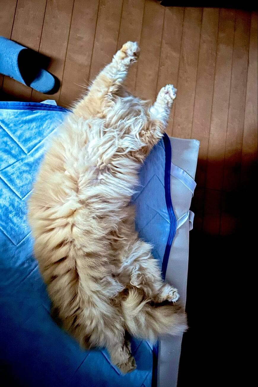 出所：@NEKOLAND13