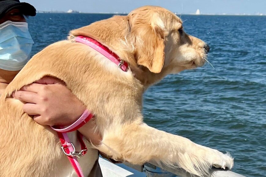 出所：@pu_channeldesu