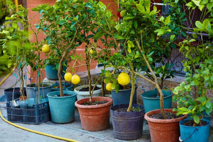 olesiabilkei/istockphoto.com