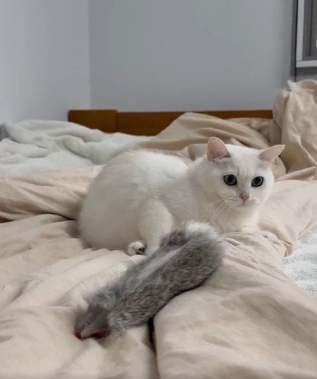 出所：@momosuikitty