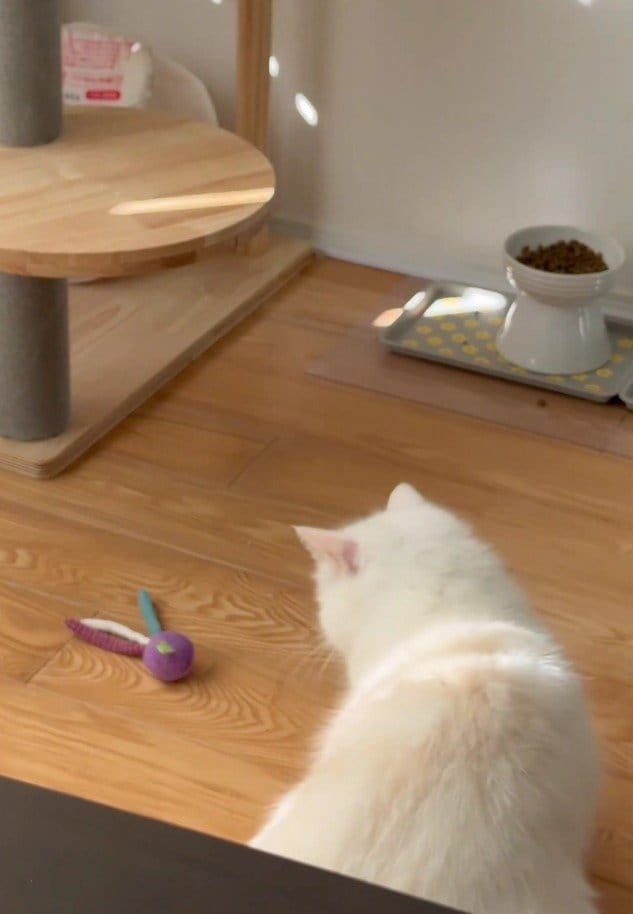 出所：@momosuikitty