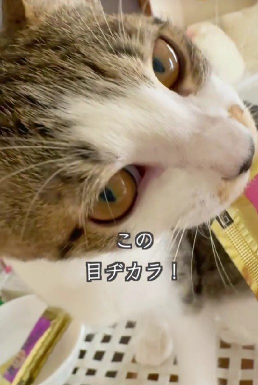 出所：＠lumi.towncat