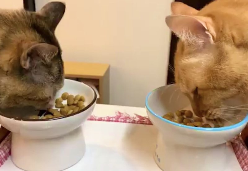 出所：@Adonis_Beginne