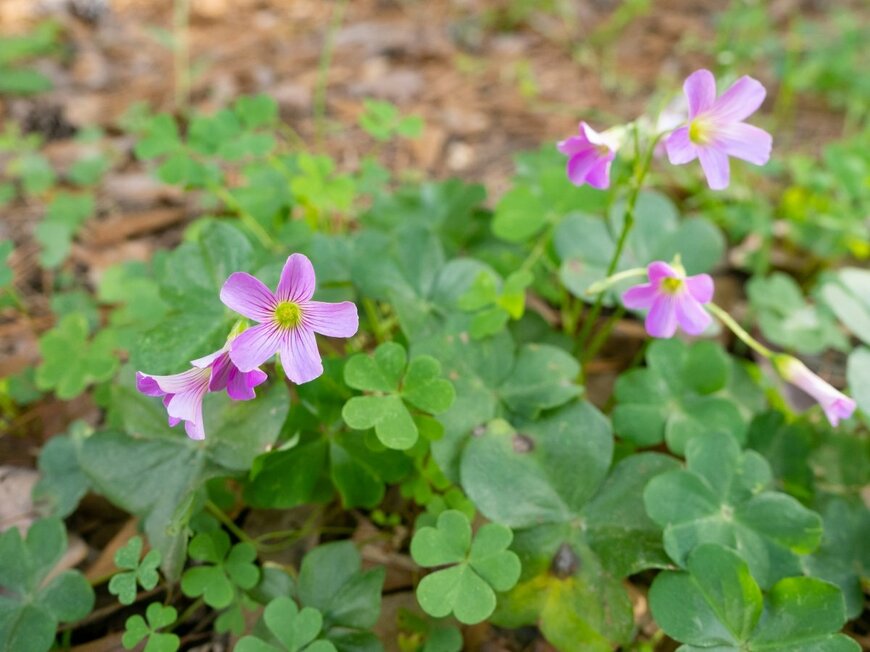 Teresa Otto/shutterstock.com