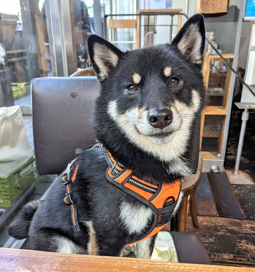 出所：@BLshiba_tensuke