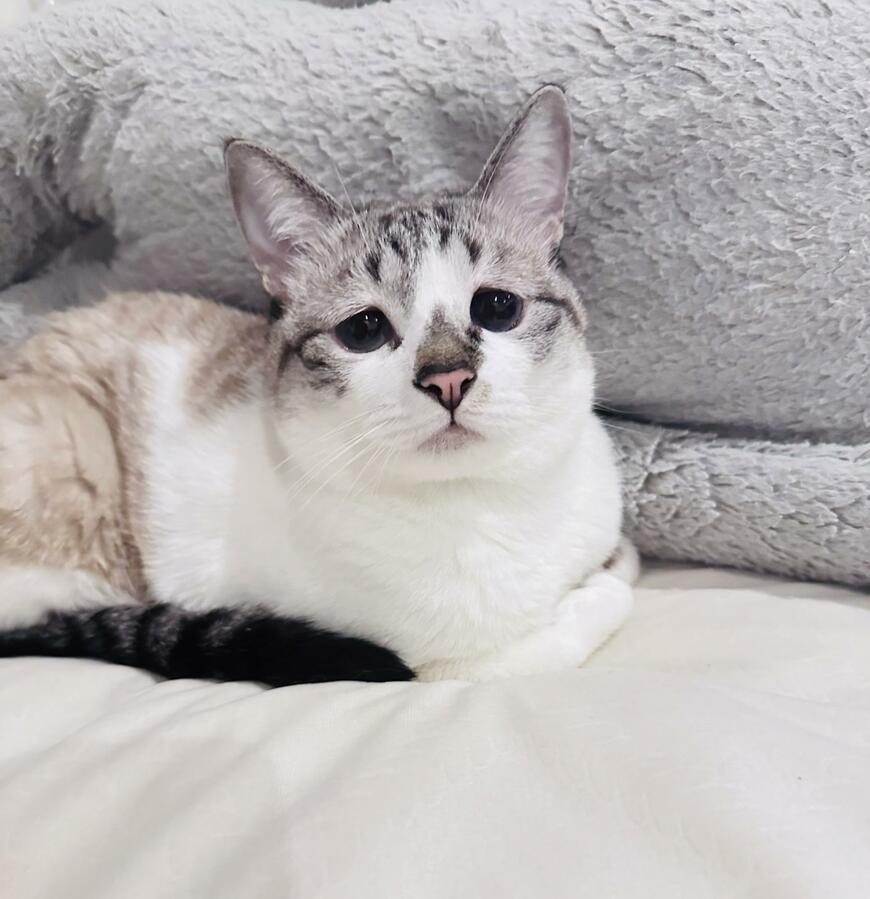 出所：@piennekomint