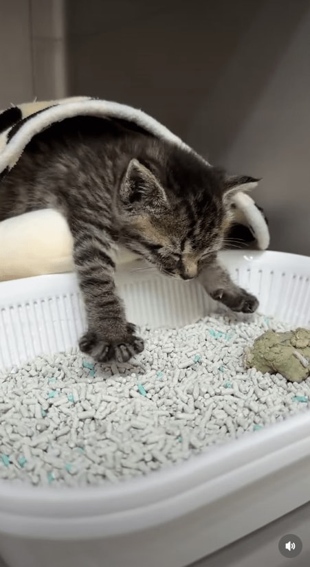 @idea_animal_hospital