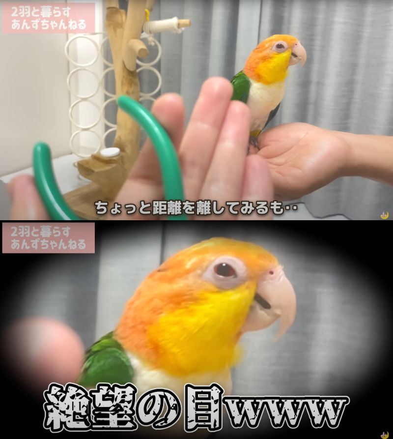 出所：@anz_omomiri