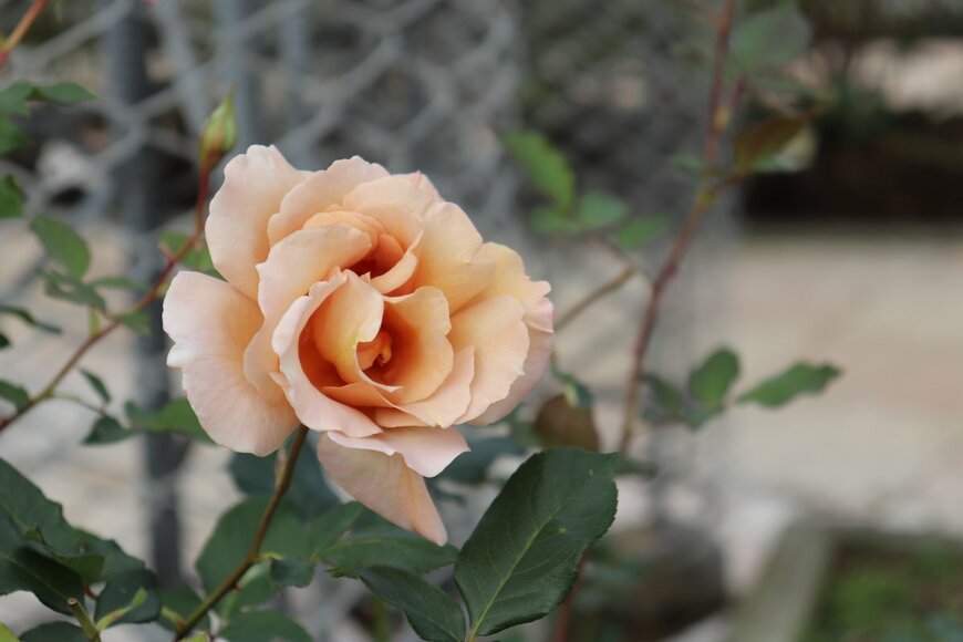 master-J/Shutterstock.com