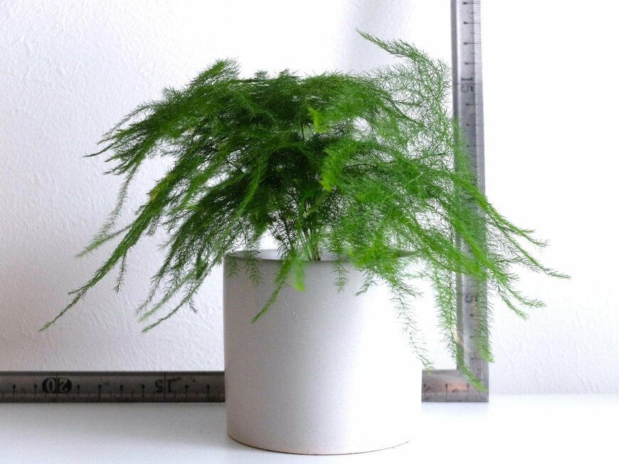 筆者撮影（ダイソー、 110円で購入したアスパラガス）